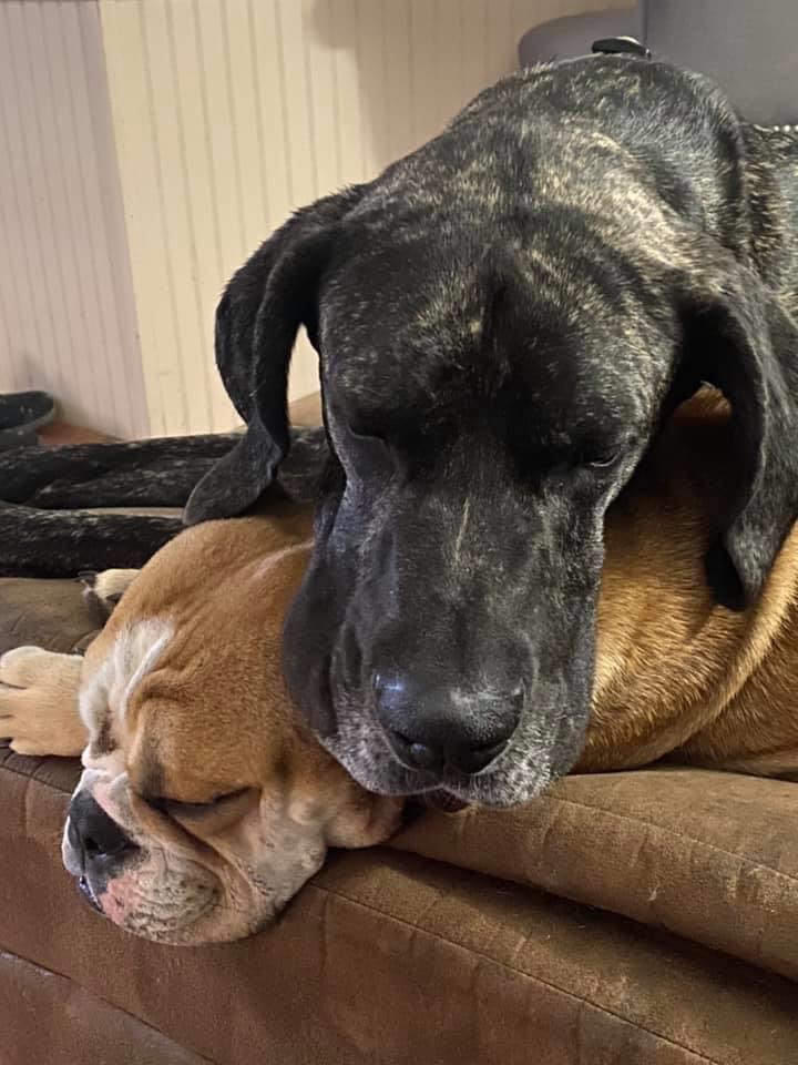 Buddies